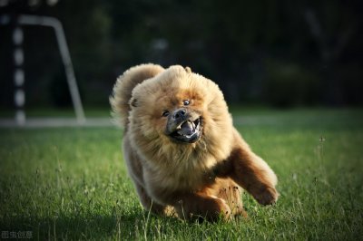 ​松狮犬为什么不适合家养（为什么不建议家养松狮犬）