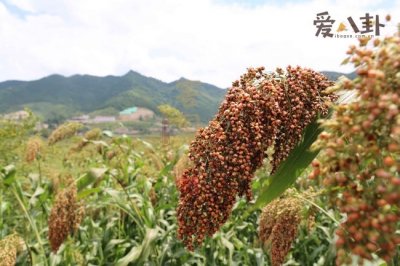 ​茅台太贵？窖国公这款酒口感评价不输茅台