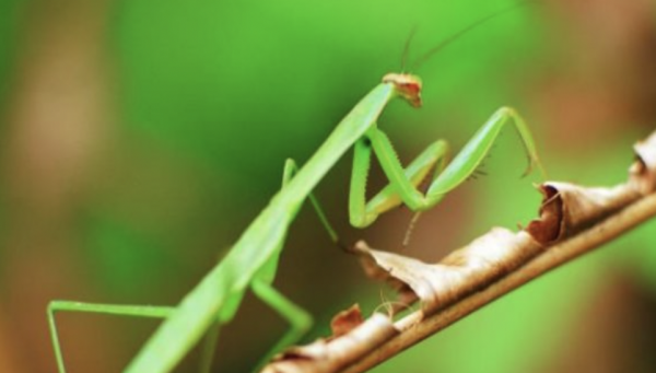 昆虫记螳螂的外形和生活特征,昆虫记螳螂的外形和生活特征图2