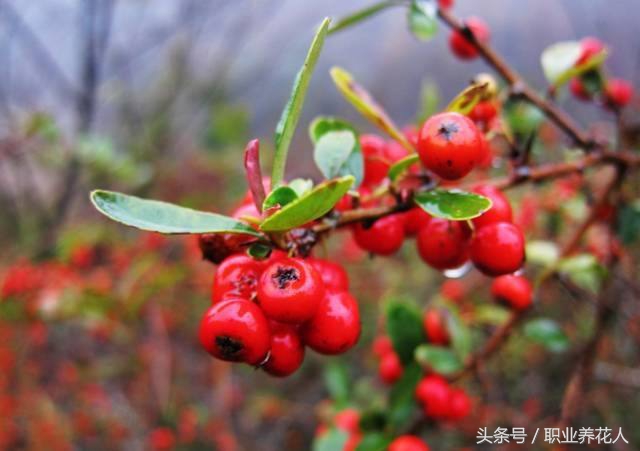 十大剧毒花卉知识普及（九）——相思豆