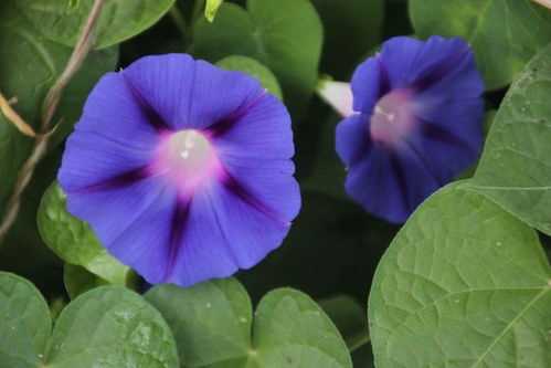 牵牛花是什么颜色(牵牛花是什么颜色的)