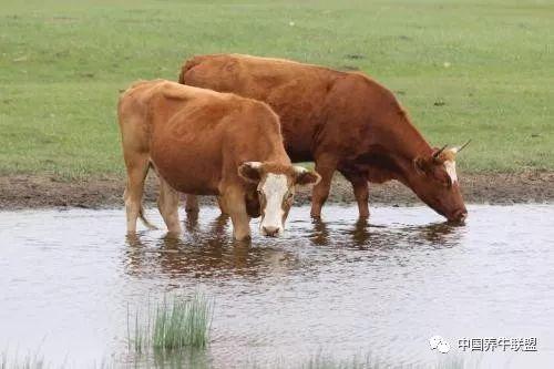 肉牛的养殖方式（肉牛怎么养殖需要注意什么）(1)