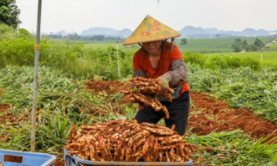 ​丰收节的由来,2018年起我国将每年秋分日定为中国农民丰收节