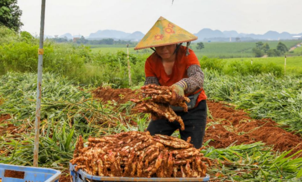 丰收节的由来,2018年起我国将每年秋分日定为中国农民丰收节图1