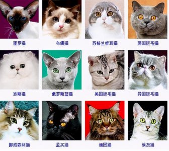 ​猫咪品种大全及图片和名字（新手必看｜猫咪品种1秒认全）