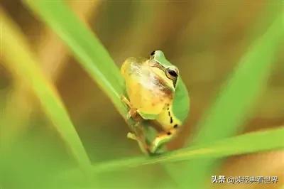 古希腊神话之窗（大都会博物馆里的古希腊神话故事）(6)