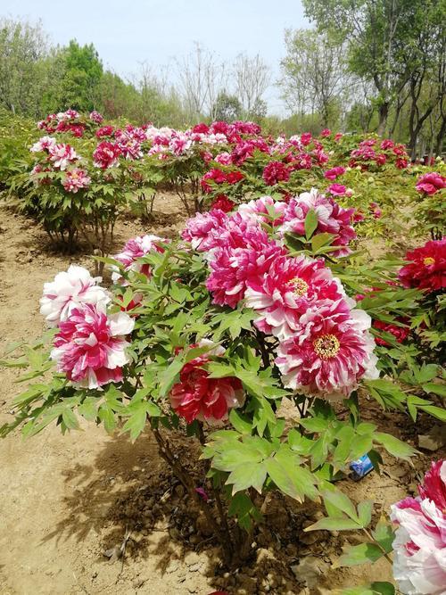 菏泽牡丹节啥时候开