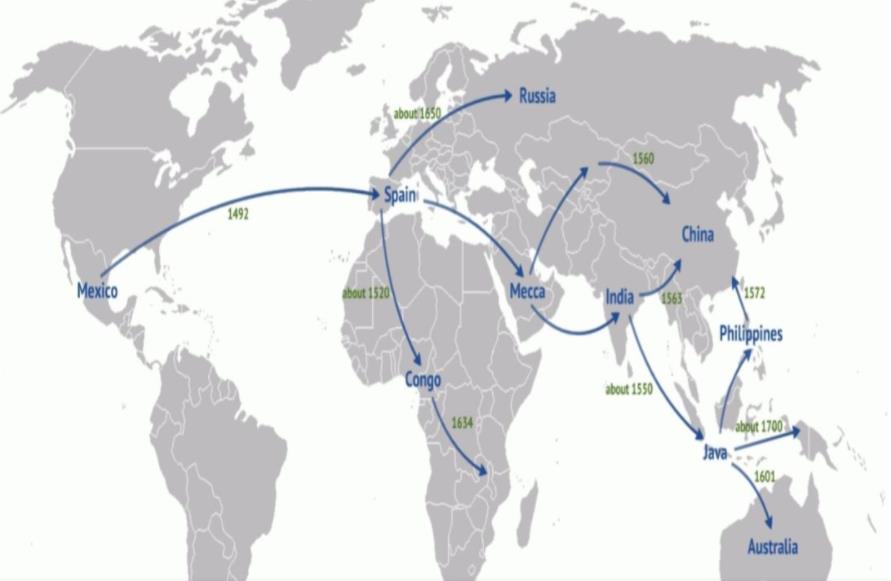 玉米通过什么路径传入我国的（玉米传入中国的时间）