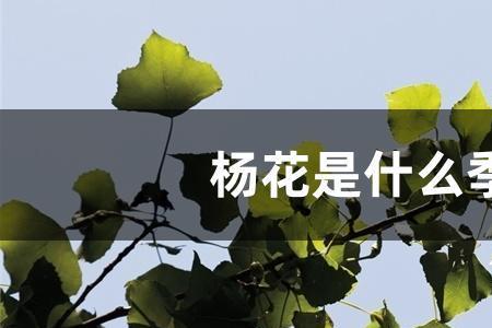 杨树花满天飞的季节