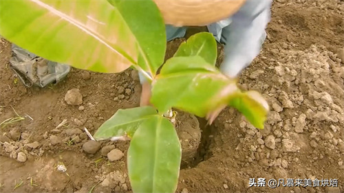 香蕉种植到收获大概多少个月(香蕉种多久才会结果)