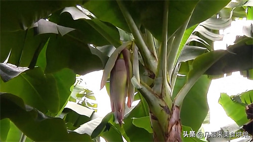 香蕉种植到收获大概多少个月(香蕉种多久才会结果)