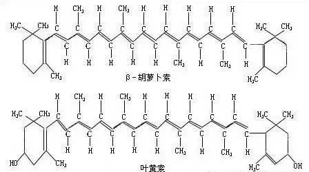 为什么花是五颜六色的(五颜六色的花是怎样形成的)