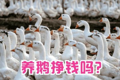 ​养1000只鹅的成本是多少（养鹅1000只利润和成本）