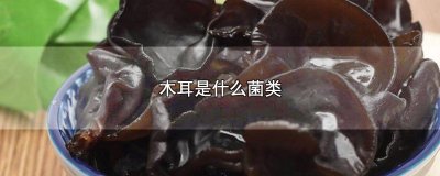 ​木耳是什么菌类，附木耳保存方法和发泡时间