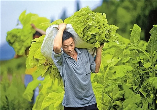 烤烟种植技术(烟叶允许个人种植吗)