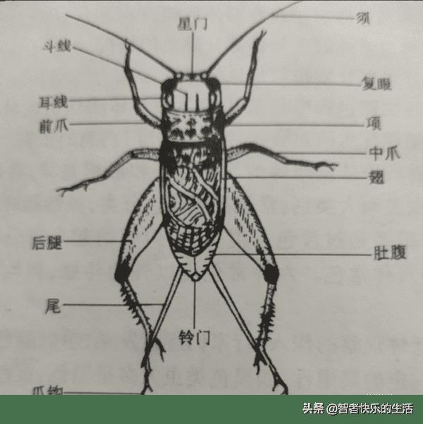 斗蟋蟀的品种排名（斗蟋蟀最厉害的品种）