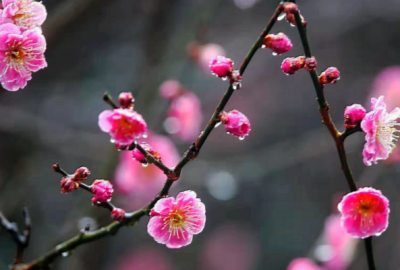 ​梅花的习性有哪些  描写梅花的诗句