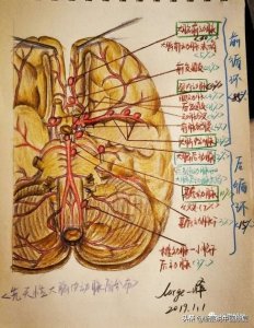 ​一位法医的手绘解剖笔记