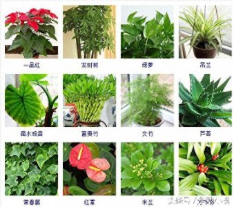 ​观叶植物大全100种！别说养过，见过的人都很少！