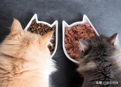 ​猫粮的正确喂法，你知道吗？