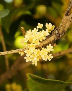 ​桂花怎么保存才有香味儿（桂花可以放冰箱吗 桂花怎么保存香气）