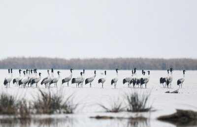 ​地球之肾是指什么 科普：守护“地球之肾”湿地有多重要