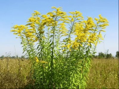 ​成都疑现加拿大一枝黄花，小心外来物种“生态杀手”