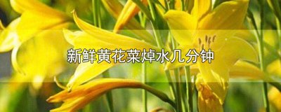 ​鲜黄花菜开水焯多久 黄花菜水焯多久