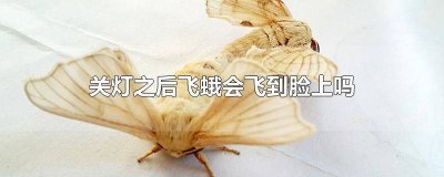 ​关了灯飞蛾还是不走 飞蛾关了灯会乱飞么