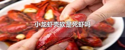 ​小龙虾肉质松散是死虾吗能吃吗 小龙虾肉质松散是死虾吗还是活虾