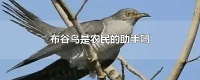 ​布谷鸟是人类的什么帮手 关于布谷鸟