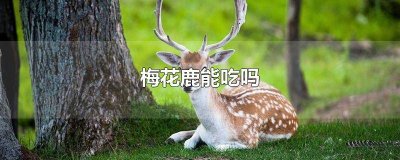 ​梅花鹿不能吃什么 梅花鹿允许吃吗