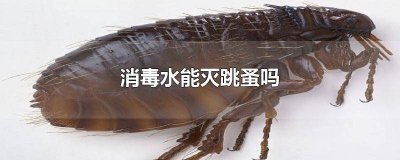 ​家里有跳蚤用消毒水有用吗 消毒水能不能杀死跳蚤