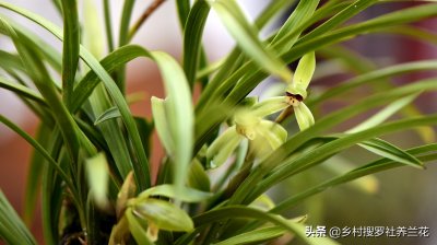 ​兰花施什么肥最好（种植兰花时最实用的肥料是哪种）