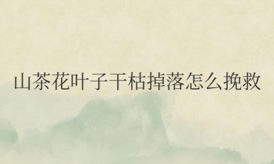 ​山茶花叶子干枯掉落怎么挽救