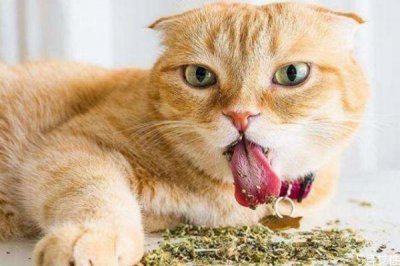 ​什么是猫薄荷呢 猫薄荷和猫草一样吗