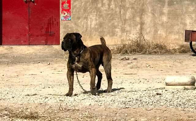 来自于非洲草原的猛犬，敢于野兽相搏杀，它才是獒中之王