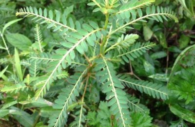 ​广东地区才有的野草，人称“鸡骨草”如今是治疗风湿病的好药材