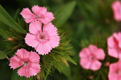 ​开封适合养什么花，市花和市树是什么