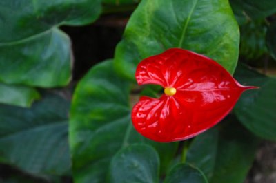 ​使红掌花繁叶茂的小方法