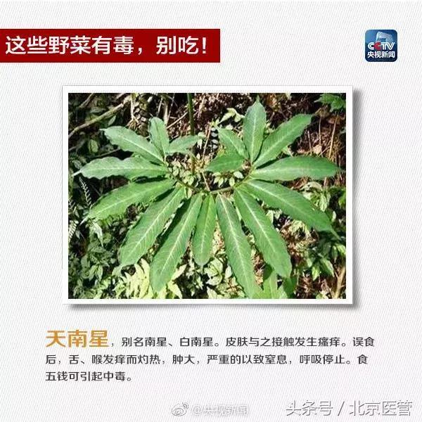 摘野菜煮面 一家三口中毒进了ICU！这些野菜有风险，食用需谨慎