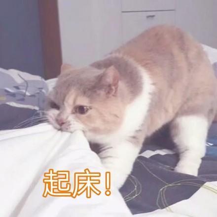 一组超级软萌的猫咪表情包