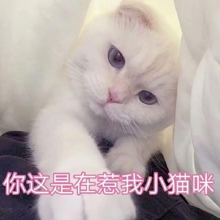 一组超级软萌的猫咪表情包