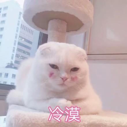 一组超级软萌的猫咪表情包