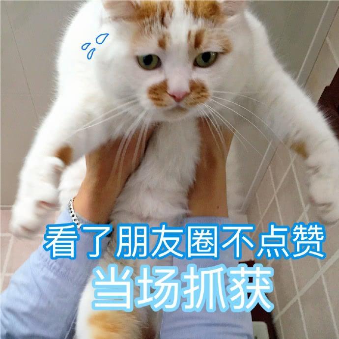 楼楼猫咪表情包：我可以成为你的网上邻居吗？