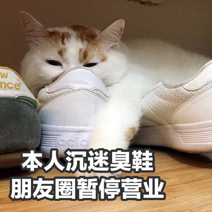 楼楼猫咪表情包：我可以成为你的网上邻居吗？