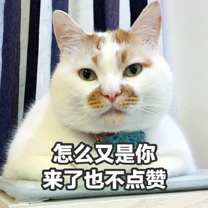 楼楼猫咪表情包：我可以成为你的网上邻居吗？