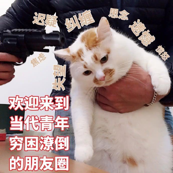 楼楼猫咪表情包：我可以成为你的网上邻居吗？