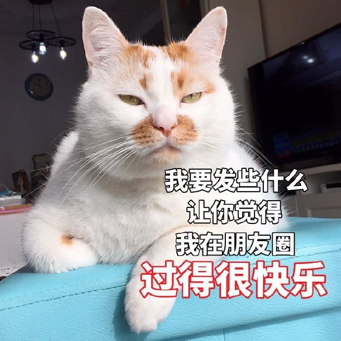 楼楼猫咪表情包：我可以成为你的网上邻居吗？