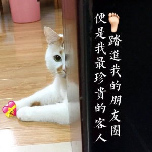 ​楼楼猫咪表情包：我可以成为你的网上邻居吗？